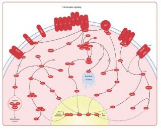 Immunology & Inflammation