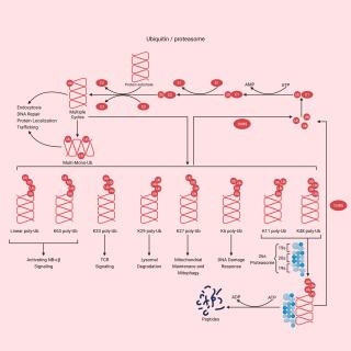 Proteases/Proteasome