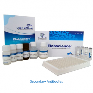 Secondary Antibody