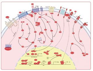 Stem cells