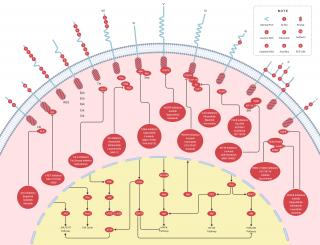 Tyrosine kinase - Adaptors