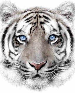 JERRY FABRICS Plyšová deka biely tiger Polyester, 120/150 cm