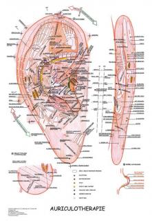 Anatomický plagát - Aurikuloterapia  47 x 63 cm