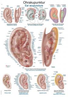 Anatomický plagát Erler Zimmer - Aurikuloterapia