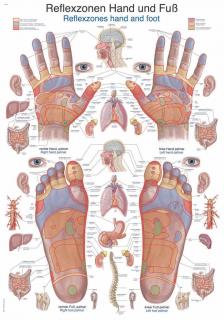 Anatomický plagát Erler Zimmer - Reflexné zóny rúk a chodidiel  50 x 70 cm