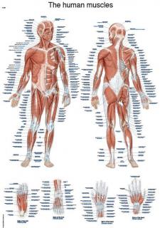 Anatomický plagát Erler Zimmer - Svalová sústava človeka  50 x 70 cm