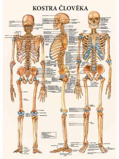 Anatomický plagát - Kostra človeka  47 x 63 cm