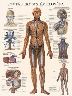 Anatomický plagát - Lymfatický systém človeka  47 x 63 cm