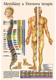 Anatomický plagát - Meridiány a Dornova terapia  47 x 32 cm
