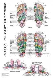 Anatomický plagát - Reflexológia nohy  47 x 63 cm