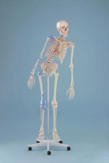 Kostra človeka - model  Max  s ohybnou chrbticou, vyznačenými svalmi a väzmi