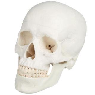 Lebka človeka - 3-dielny model