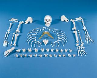 Rozložená kostra človeka - súbor kostí