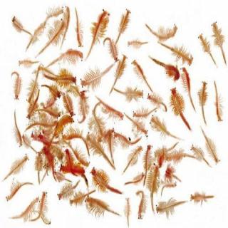 LIVE Brine shrimps bags 15x180ml.-Živá artémia