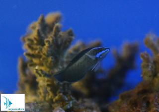 Pseudochromis springeri