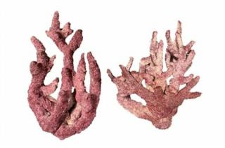 Real Reef Rock - Fancy Branch - korelové útesy z vetiev, 15/18kg