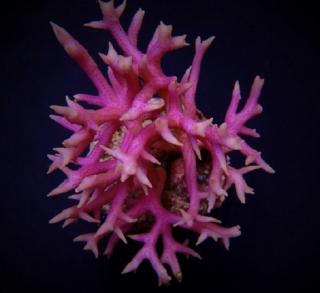 Seriatopora histrix PINK Veĺkosť koralu: S-M
