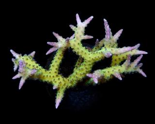 Seriatopora histrix Veĺkosť koralu: S-M