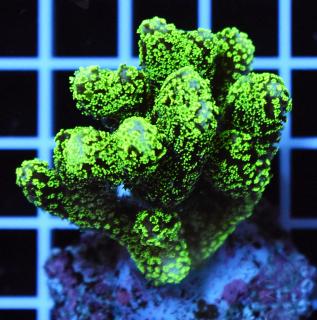 Stylophora pistillata NEON GREEN Veĺkosť koralu: T