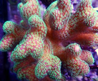 Stylophora sp. PINK/GREEN Veĺkosť koralu: S-M