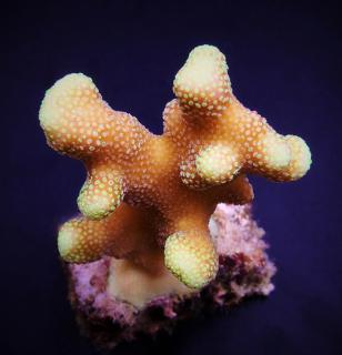 Stylophora sp. YELLOW/ROSA Veĺkosť koralu: S-M