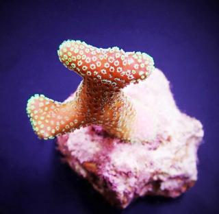 Stylophora sp. YELLOW/ROSA Veĺkosť koralu: T