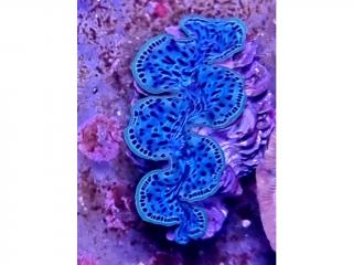 Tridacna maxima PREMIUM ULTRA BLUE Pacific