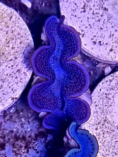 Tridacna maxima ULTRA BLUE Pacific