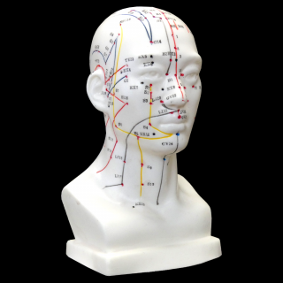 Hwato Akupunktúrny model hlavy, 19 cm