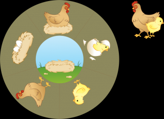 Poznávame Životné cykly okolo nás (kura, motýľ, žaba, fazuľa) - plstený panel Téma: Kruh - Kura/Sliepka