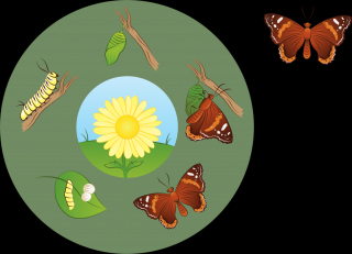 Poznávame Životné cykly okolo nás (kura, motýľ, žaba, fazuľa) - plstený panel Téma: Kruh - Motýľ