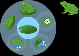 Poznávame Životné cykly okolo nás (kura, motýľ, žaba, fazuľa) - plstený panel Téma: Kruh - Žaba