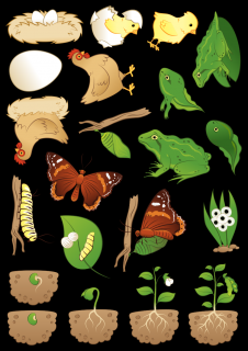 Poznávame Životné cykly okolo nás (kura, motýľ, žaba, fazuľa) - plstený panel Téma: Sada obrázkov