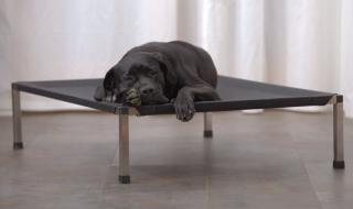 ANADI ležadlo pre psa Veľkosť (cm): 2XL - 100 x 140 x 24,5 cm pre psa do 60 kg, Farba poťahu: čierná