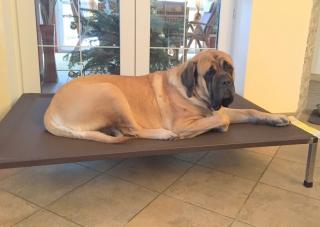 ANADI ležadlo pre psa Veľkosť (cm): 2XL - 100 x 140 x 24,5 cm pre psa do 60 kg, Farba poťahu: hnedá