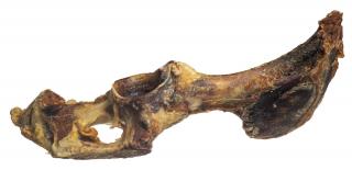 Bravčová panvová kosť prírodná maškrta psov 1ks