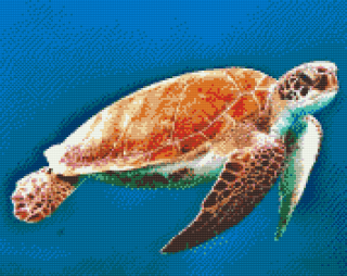 Diamantovanie podľa čísiel - Morská korytnačka Veľkosť: 40x50cm, Rám: Bez rámu, iba plátno