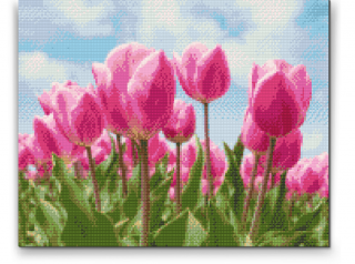 Diamantovanie podľa čísiel - Ružové tulipány Veľkosť: 60x80cm, Rám: Bez rámu, iba plátno