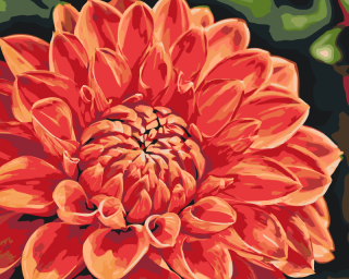 Maľovanie podľa čísiel - Červená Dahlia Veľkosť: 40x50cm, Rám: Bez rámu, iba plátno