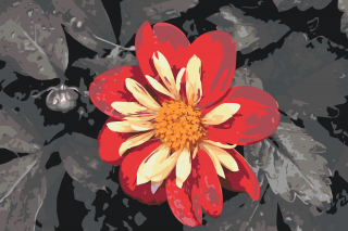 Maľovanie podľa čísiel - Červený kvet Veľkosť: 40x60cm, Rám: Bez rámu, iba plátno