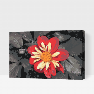 Maľovanie podľa čísiel - Červený kvet Veľkosť: 40x60cm, Rám: S vnútorným rámom