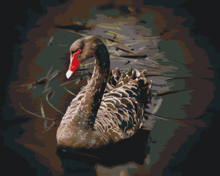 Maľovanie podľa čísiel – Čierna labuť Veľkosť: 40x50cm, Rám: Bez rámu, iba plátno