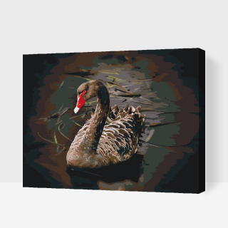 Maľovanie podľa čísiel – Čierna labuť Veľkosť: 60x80cm, Rám: S vnútorným rámom