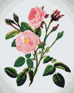 Maľovanie podľa čísiel - Divoké ružové ruže Veľkosť: 40x50cm, Rám: Bez rámu, iba plátno