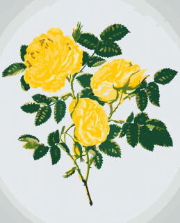 Maľovanie podľa čísiel - Divoké žlté ruže Veľkosť: 40x50cm, Rám: Bez rámu, iba plátno