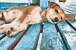 Maľovanie podľa čísiel - Lenivý psík Veľkosť: 80x120cm, Rám: Bez rámu, iba plátno