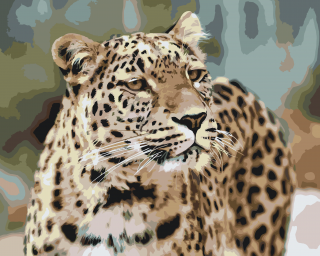 Maľovanie podľa čísiel - Leopard v prírode Veľkosť: 60x80cm, Rám: Bez rámu, iba plátno