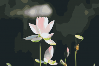 Maľovanie podľa čísiel - Lotosový kvet Veľkosť: 40x60cm, Rám: Bez rámu, iba plátno