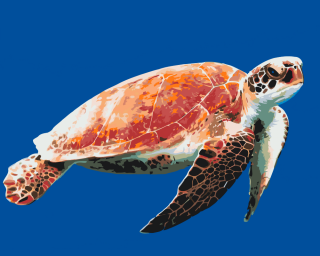 Maľovanie podľa čísiel - Morská korytnačka Veľkosť: 60x80cm, Rám: Bez rámu, iba plátno