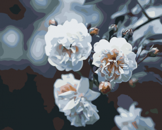 Maľovanie podľa čísiel - Rozkvitnuté biele ruže Veľkosť: 40x50cm, Rám: Bez rámu, iba plátno